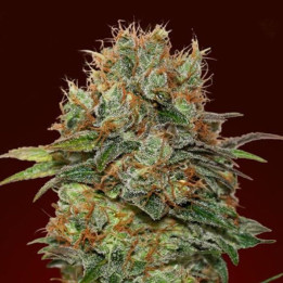 Auto Chocolate Kush (00 Seeds)