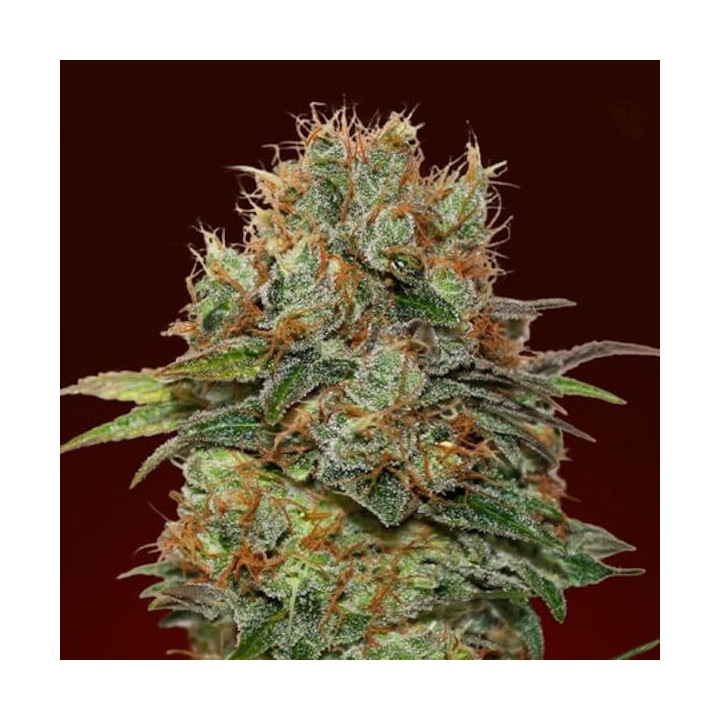 Auto Chocolate Kush (00 Seeds)