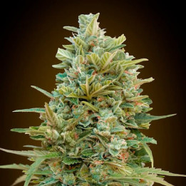 Auto Do Si Dos Cookies (00 Seeds)