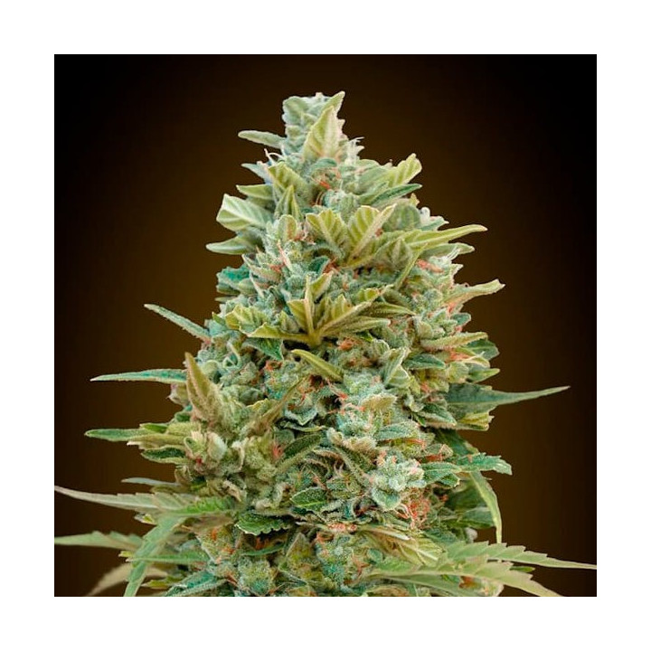 Auto Do Si Dos Cookies (00 Seeds)