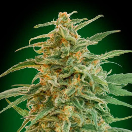 Auto Gorilla (00 Seeds)