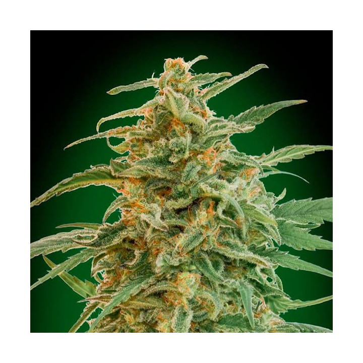 Auto Gorilla (00 Seeds)