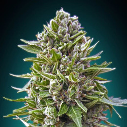 Auto Northern Lights (00 Seeds)