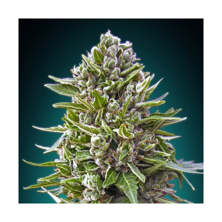 Auto Northern Lights (00 Seeds)
