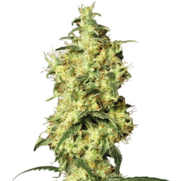 White Widow (White Label)