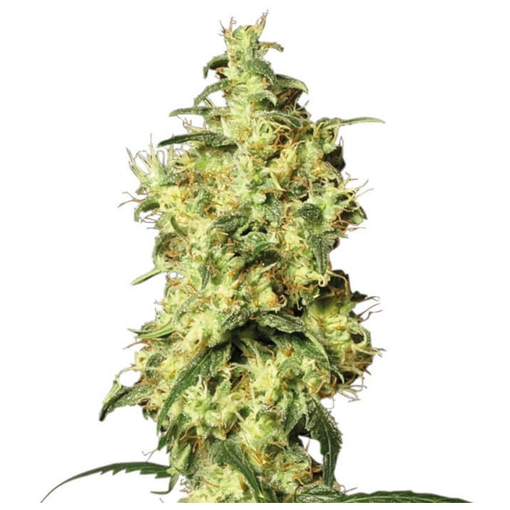 White Widow (White Label)