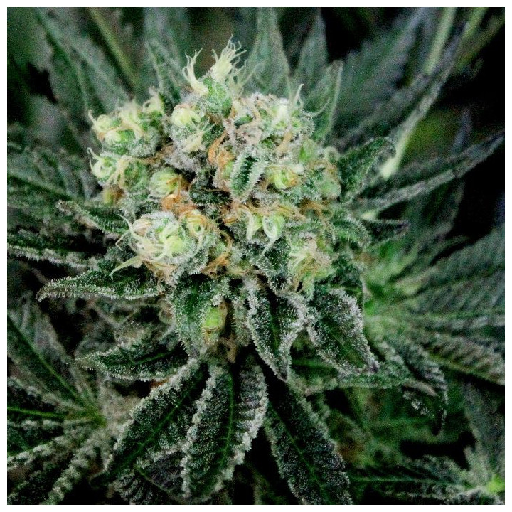 Critigal +  (Absolute Cannabis Seeds)