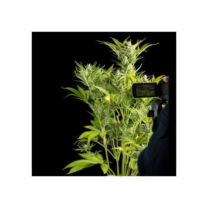 Blue Critical Auto (Dinafem)