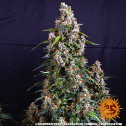 Strawberry Cheesecake Auto Barney's Farm
