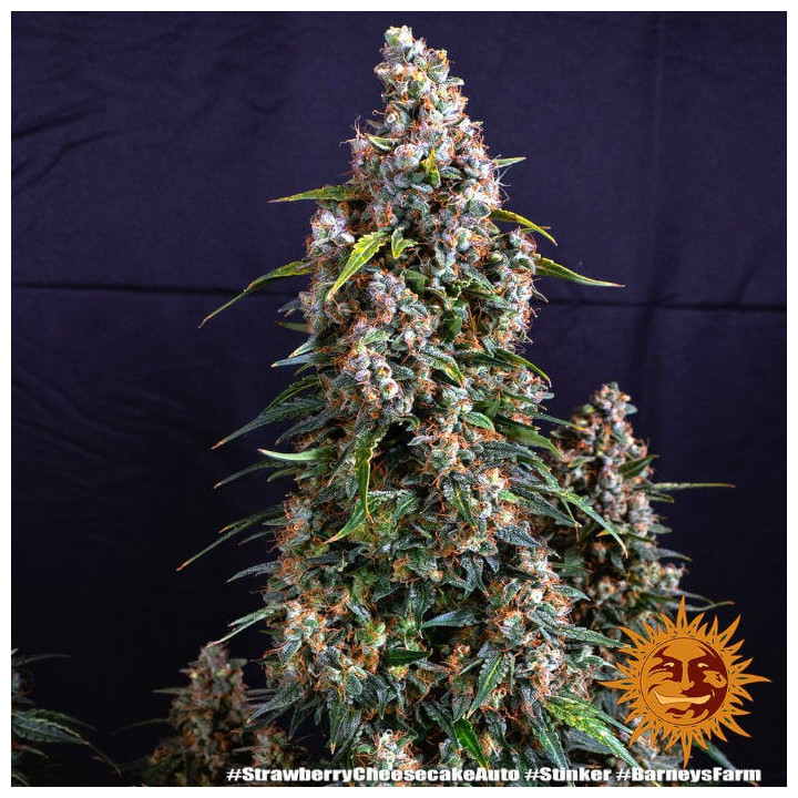 Strawberry Cheesecake Auto Barney's Farm