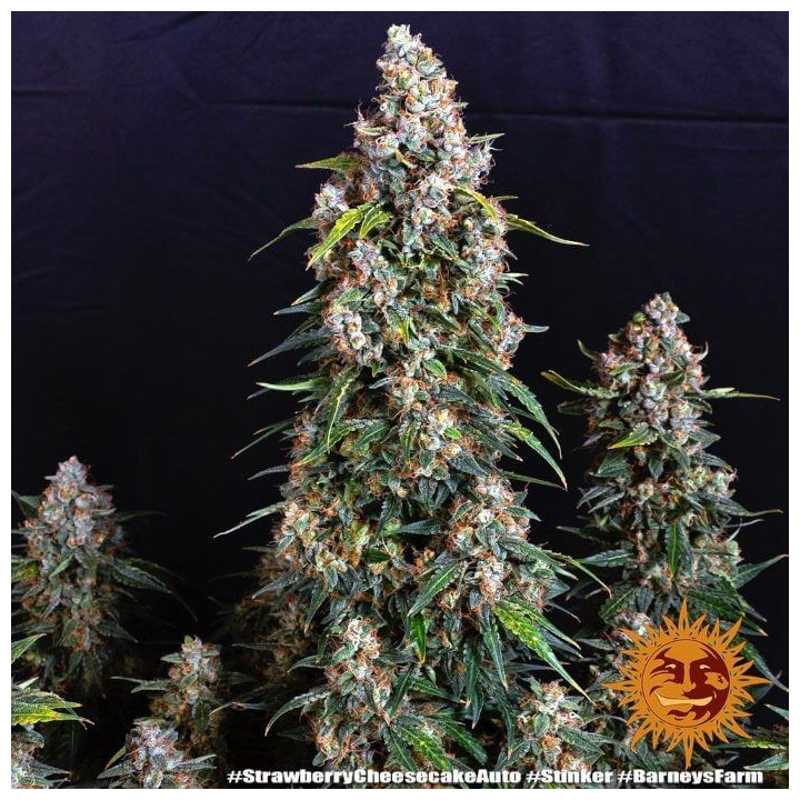 Strawberry Cheesecake Auto Barney's Farm