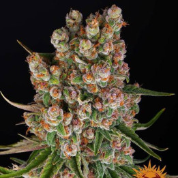GMO Auto Barney's Farm