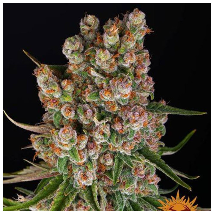 GMO Auto Barney's Farm
