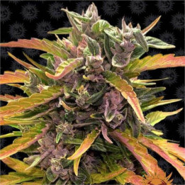 Gorilla Glue Auto