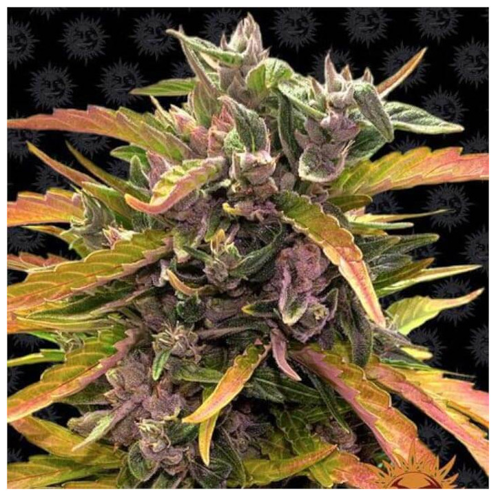 Gorilla Glue Auto