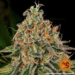 Tangerine Dream Auto Barney's Farm