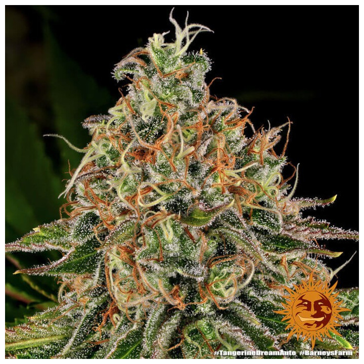 Tangerine Dream Auto Barney's Farm