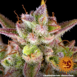 Wedding Cake Auto Barney's Farm