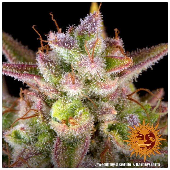 Wedding Cake Auto Barney's Farm