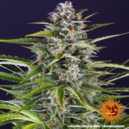 Gorilla Zkittlez Auto Barney's Farm