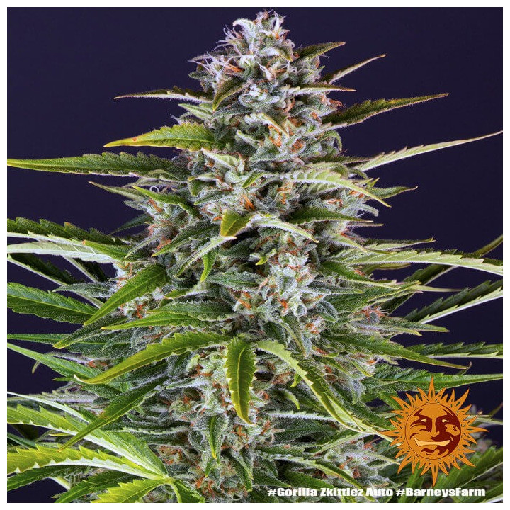 Gorilla Zkittlez Auto Barney's Farm