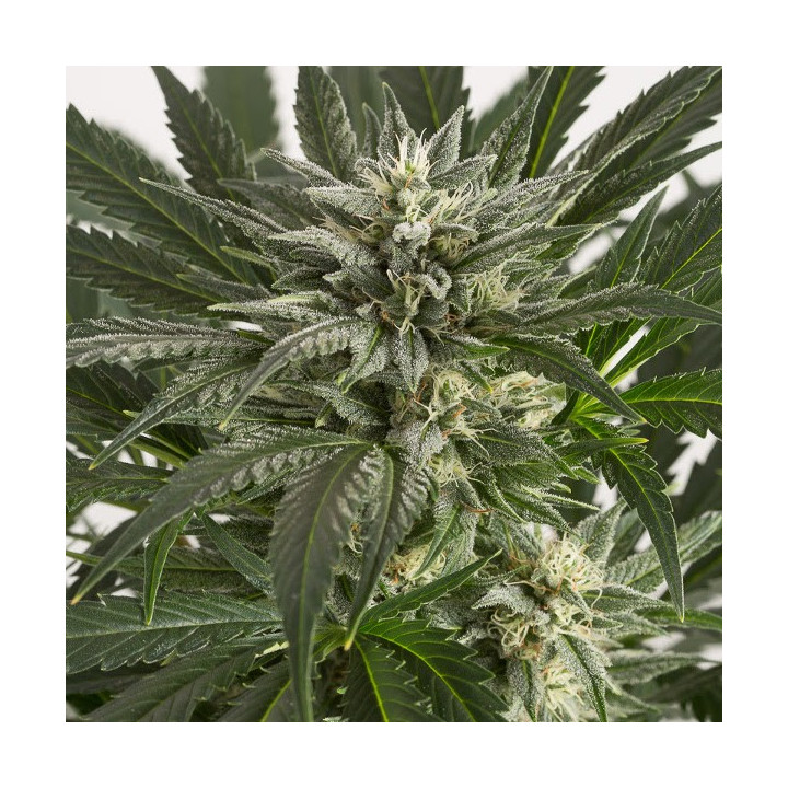 Blue Critical Auto (Dinafem)