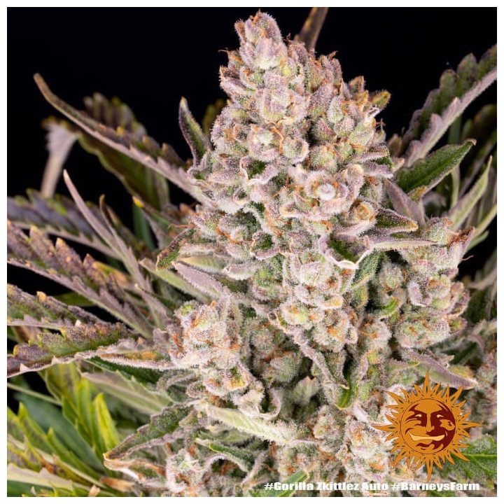 Comprar Gorilla Zkittlez Auto Barney's Farm
