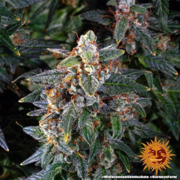 Watermelon Zkittlez Auto Barney's Farm