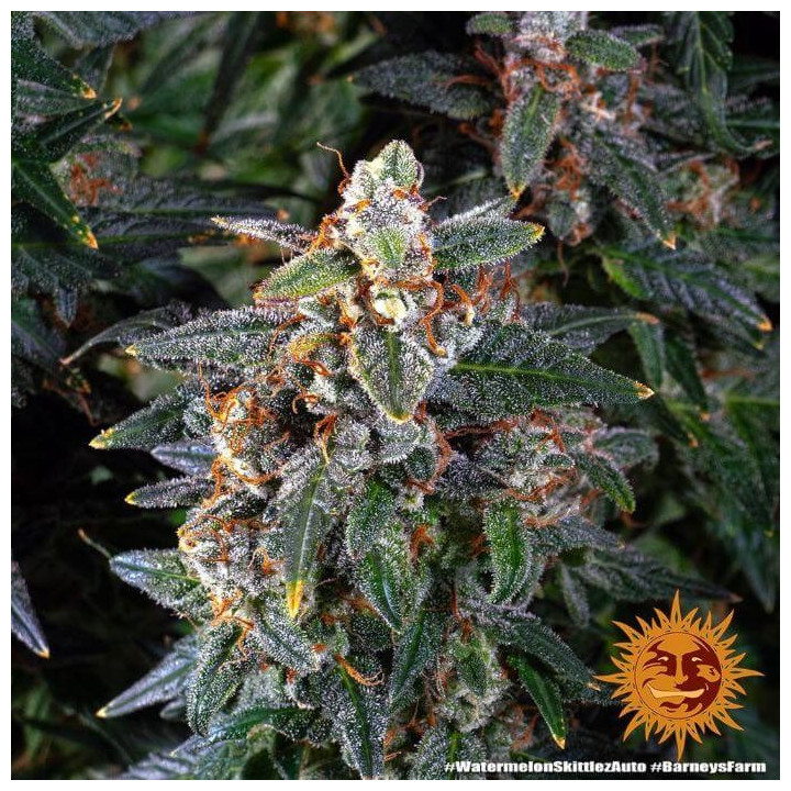 Watermelon Zkittlez Auto Barney's Farm