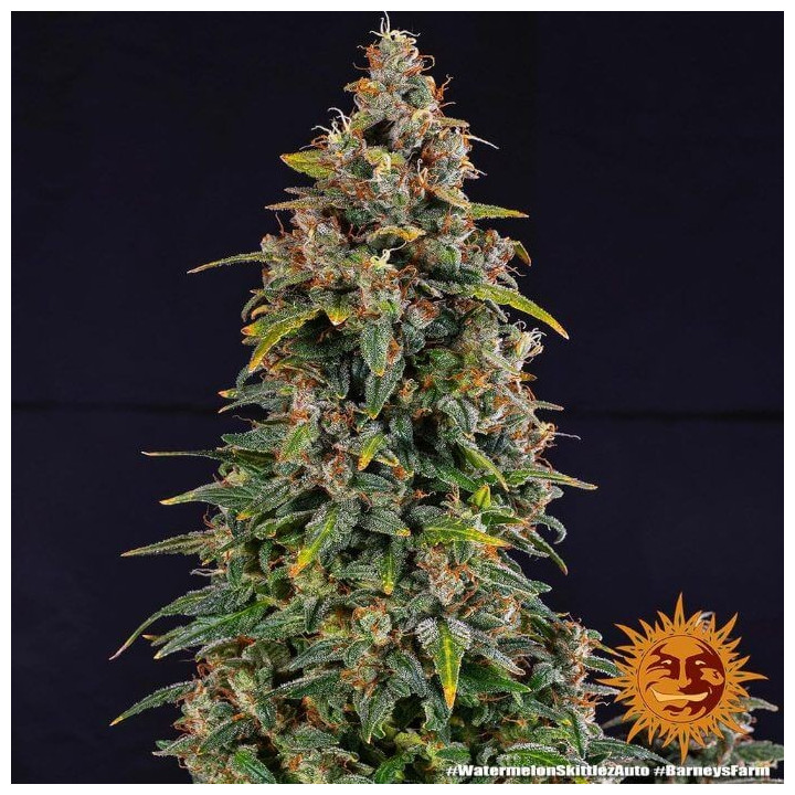 Comprar Watermelon Zkittlez Auto Barney's Farm