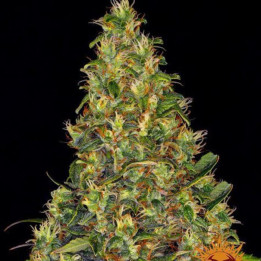 Amnesia Haze Auto Barney's Farm