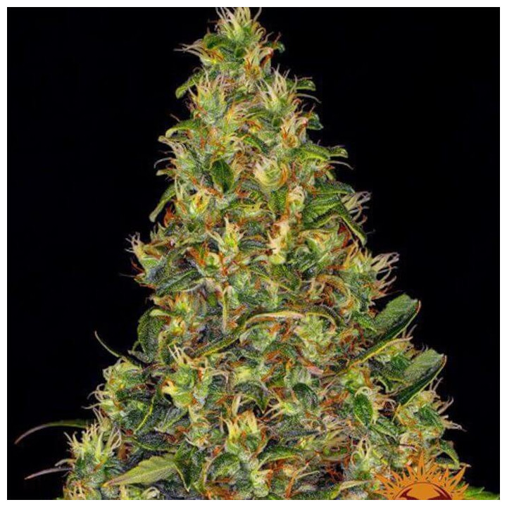 Amnesia Haze Auto Barney's Farm