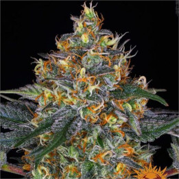Moby Dick Auto Barney's Farm