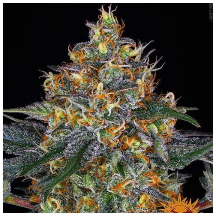 Moby Dick Auto Barney's Farm
