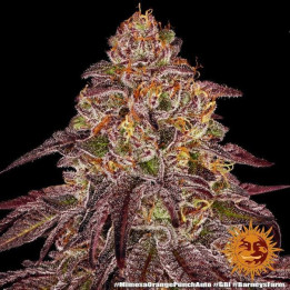 Mimosa X Orange Punch Auto Barney's Farm