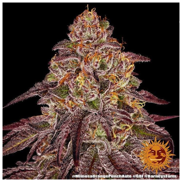 Mimosa X Orange Punch Auto Barney's Farm