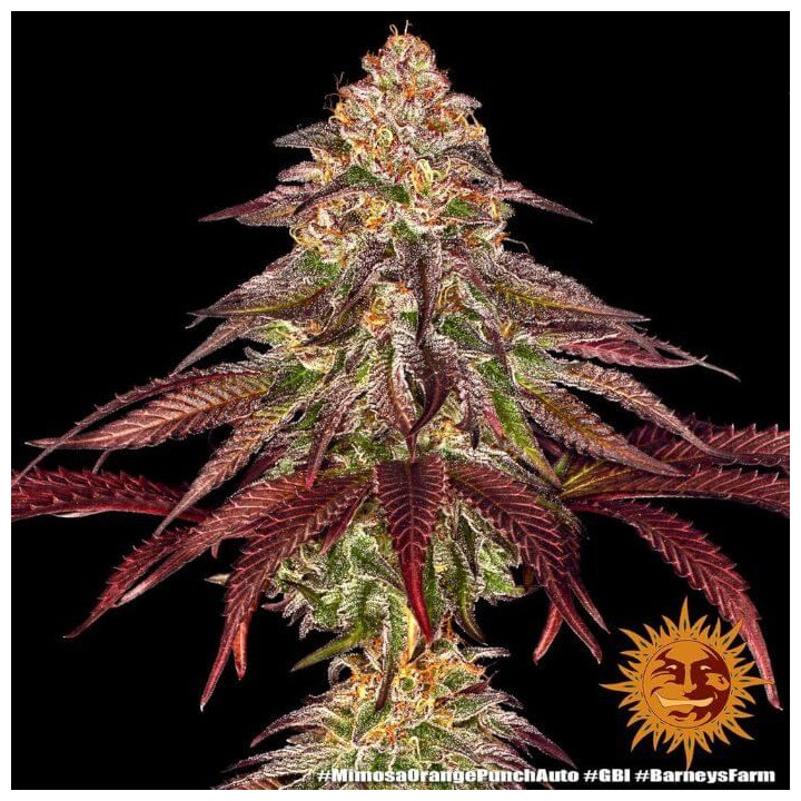 Comprar Mimosa X Orange Punch Auto Barney's Farm