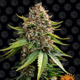 White Widow XXL Auto Barney's Farm