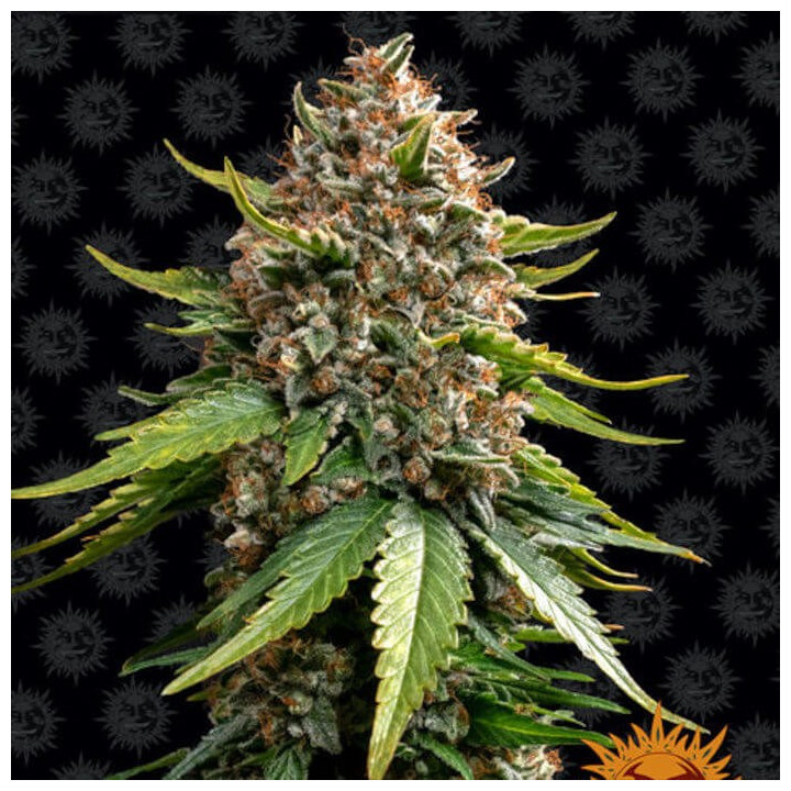 White Widow XXL Auto Barney's Farm