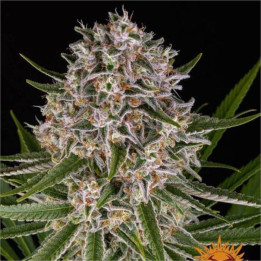 Lemon Haze Auto Barney's Farm