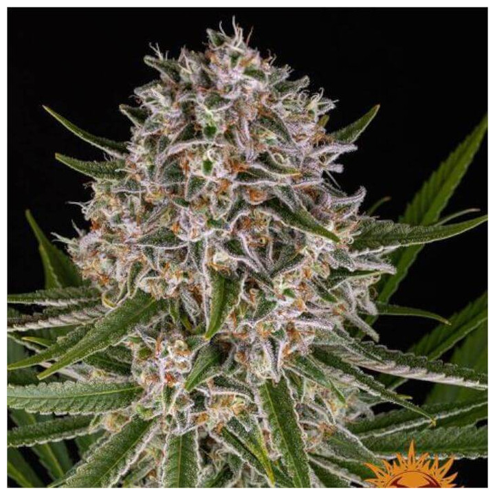 Lemon Haze Auto Barney's Farm