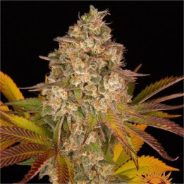 Cookies Kush Auto Barney's Farm