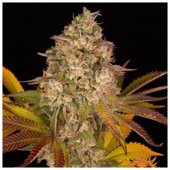 Cookies Kush Auto Barney's Farm