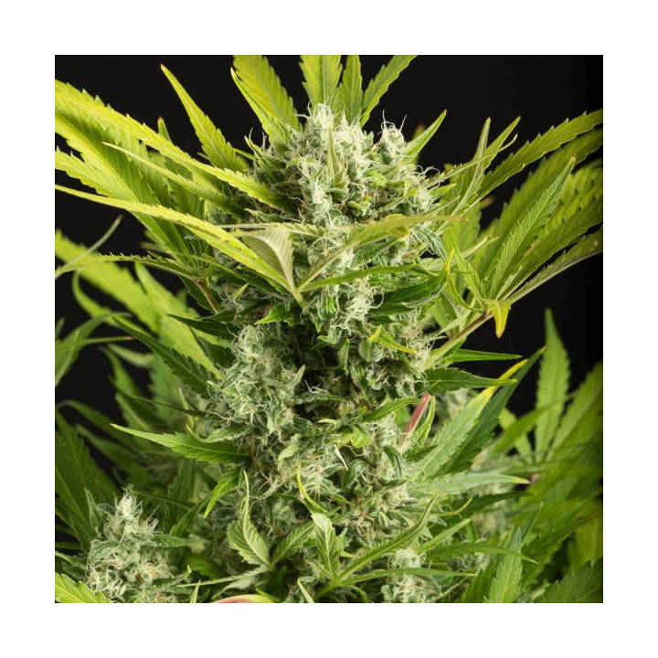 Blue Critical Auto (Dinafem)