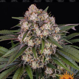 Og Kush Auto Barney's Farm