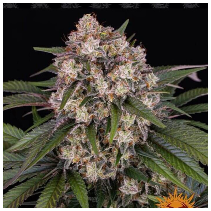 Og Kush Auto Barney's Farm