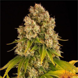 Cheese Auto Barney's Farm