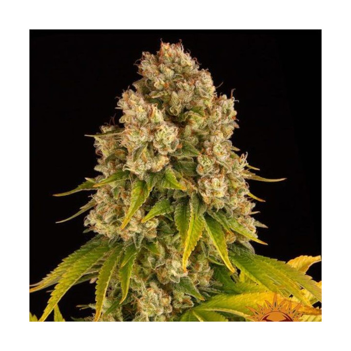 Cheese Auto Barney's Farm