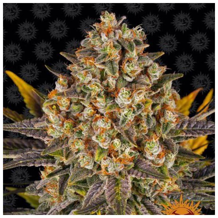 Comprar Banana Punch Barney's Farm