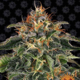 Moby Dick Barney's Farm
